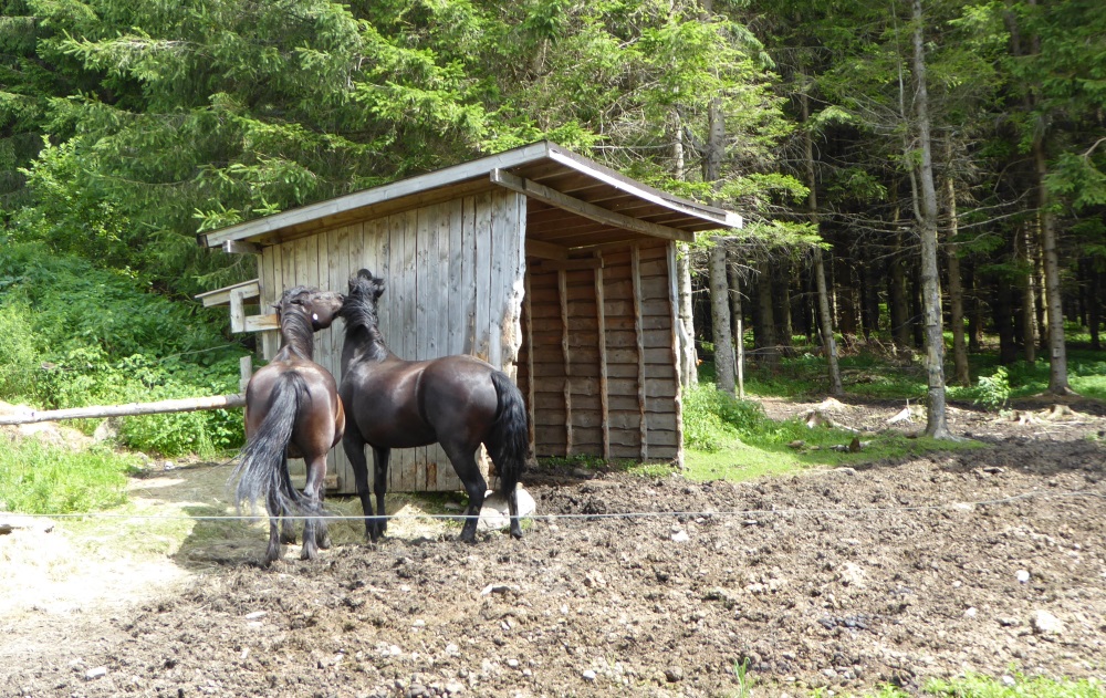 Abri a chevaux