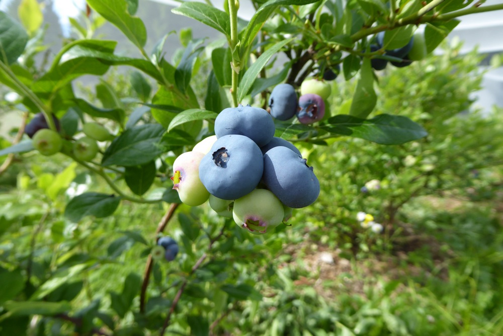 bleuets 2