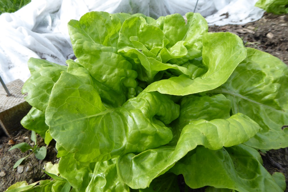 salade 1