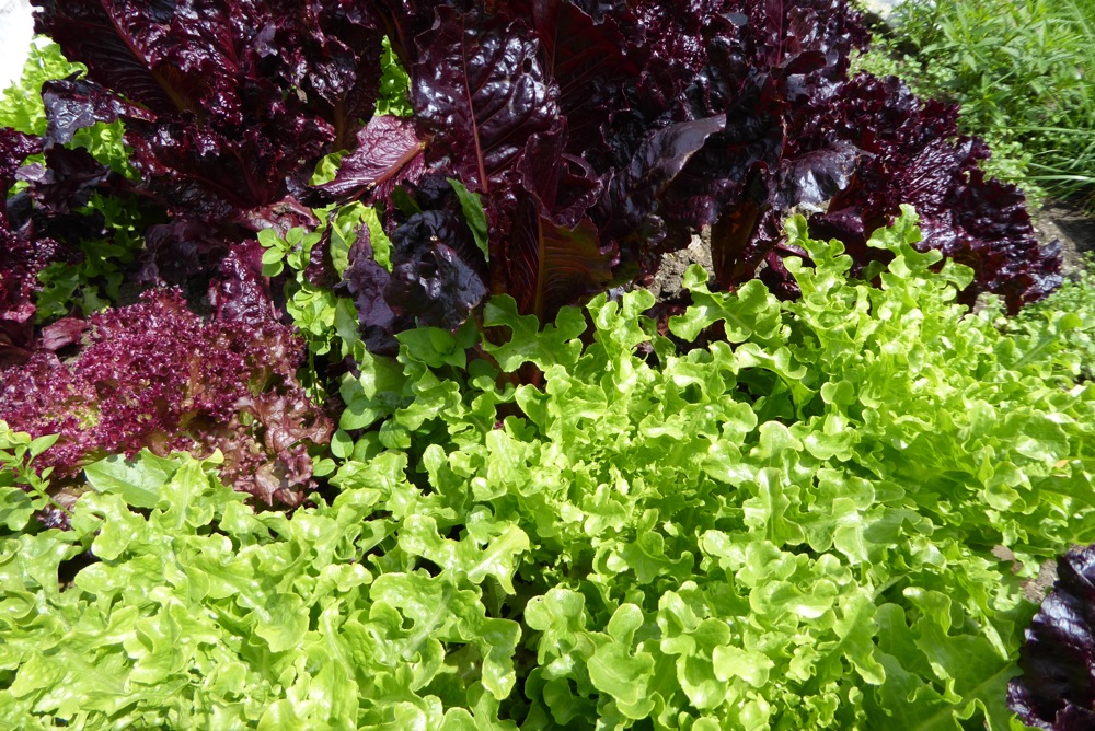 salade 2