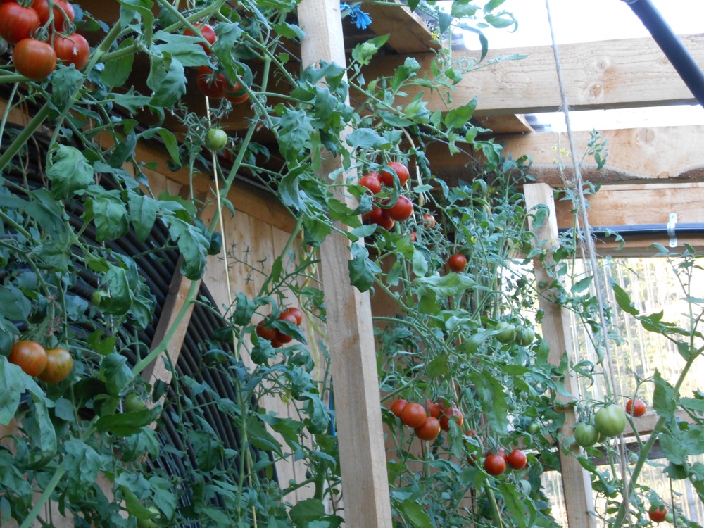 tomates 1
